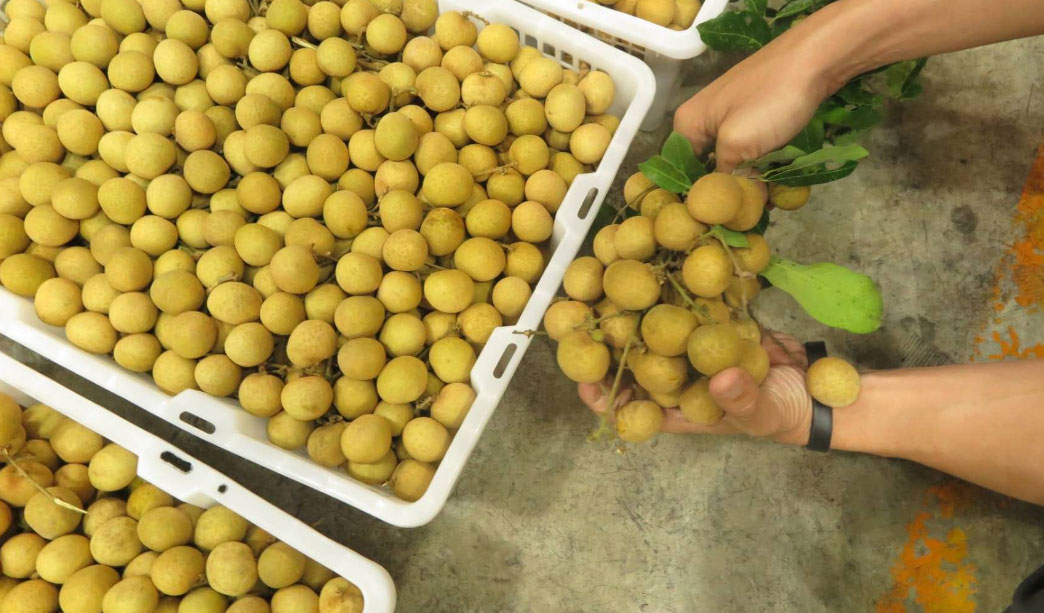 Longan is found in the northern market of Thailand, with a production of nearly 1 million tons(图1)